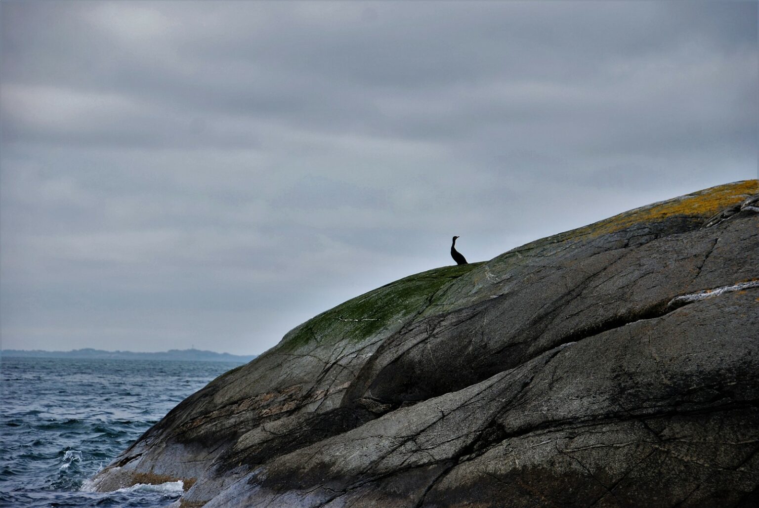 Bird on big rock with sea in background